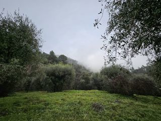  Terrain 2151 m� Berre-les-alpes