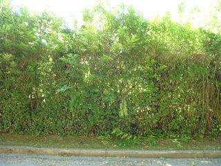  Terrain � vendre 300 m�