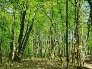  Terrain � vendre 31301 m�