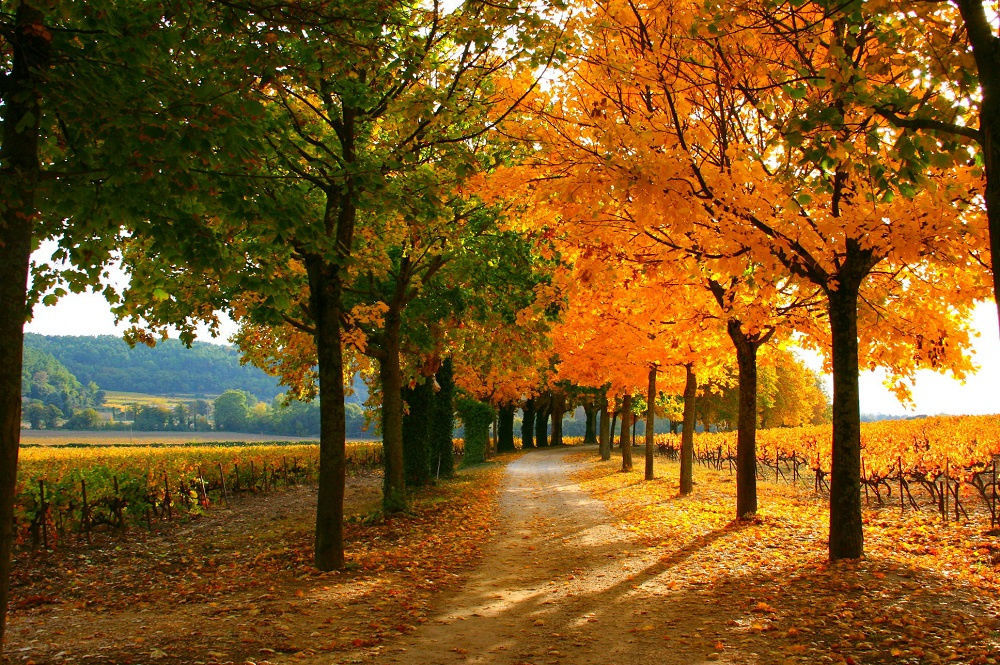 � vendre  Propri�t�/ch�teau Boll�ne (84500)