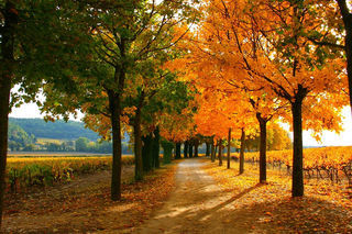  Propri�t�/ch�teau � vendre 15 + pi�ces 700 m�