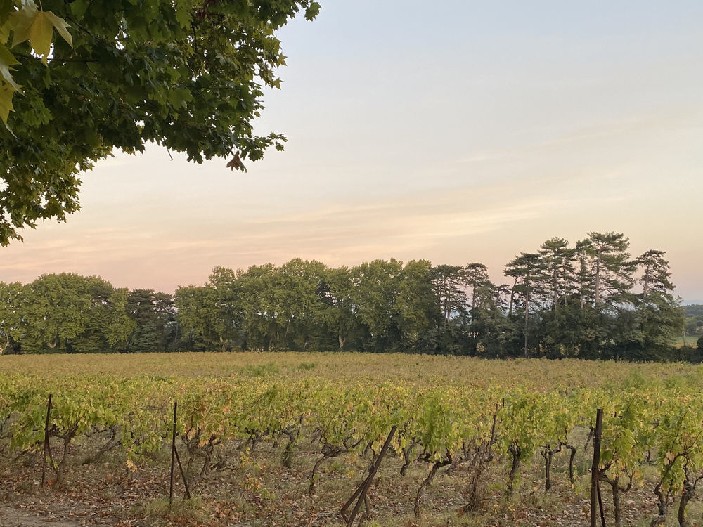 � vendre  Propri�t�/ch�teau Boll�ne (84500)