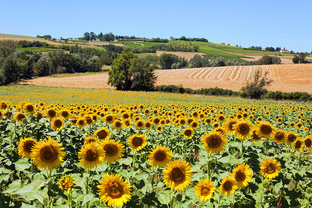 � vendre  Propri�t�/ch�teau Calmont (31560)