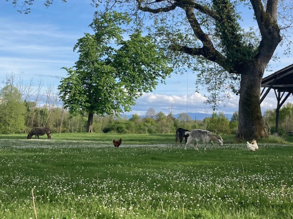 � vendre  Propri�t�/ch�teau Pailh�s (09130)