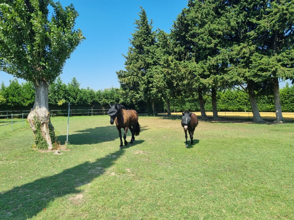 � vendre  Propri�t�/ch�teau Beaucaire (30300)