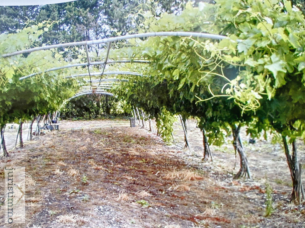 � vendre  Propri�t�/ch�teau Orange (84100)