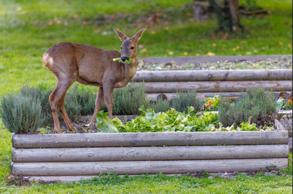 � vendre  Maison Quend (80120)