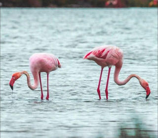  Appartement � louer 2 pi�ces 35 m�