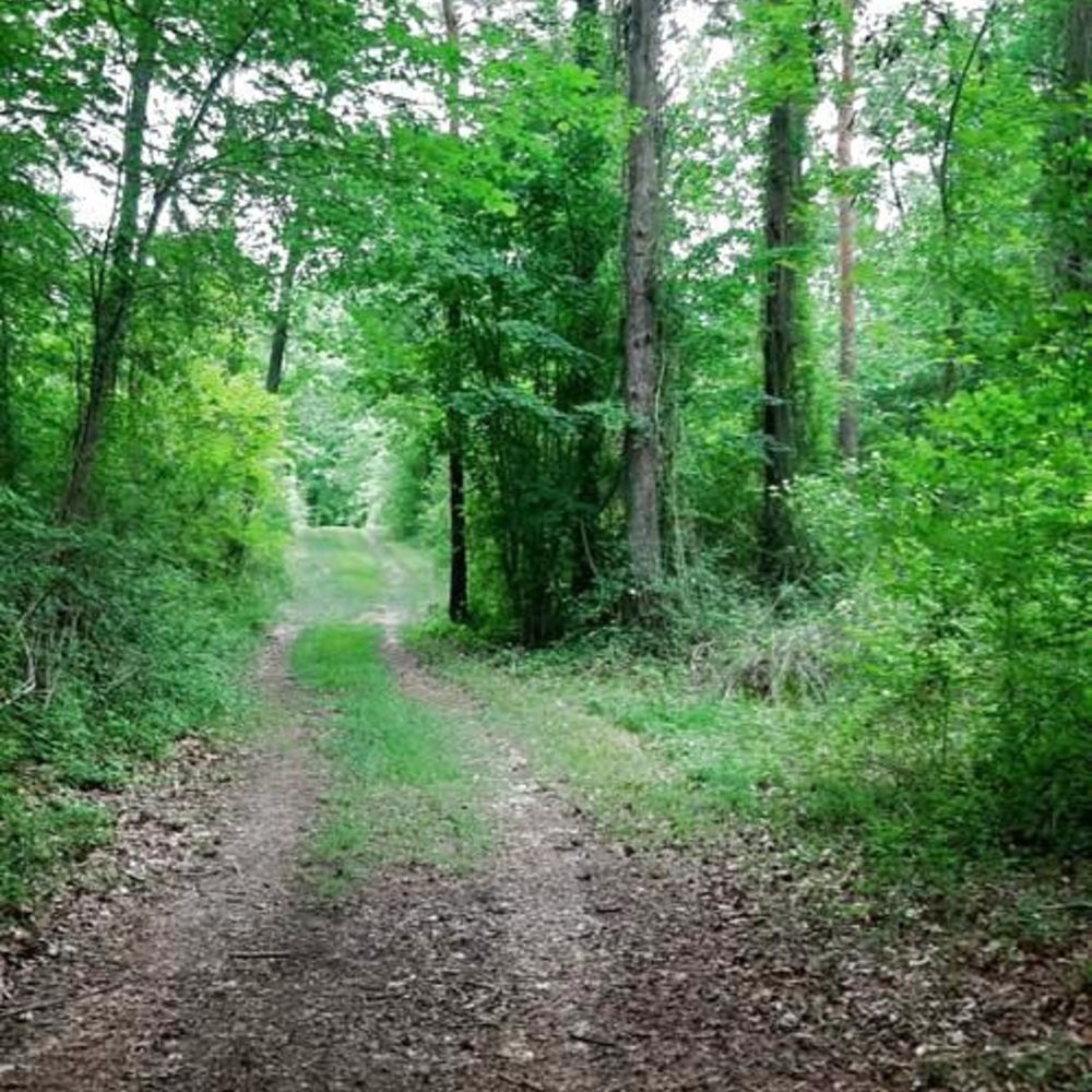 � vendre  Propri�t�/ch�teau Sainte-Maure-de-Touraine (37800)