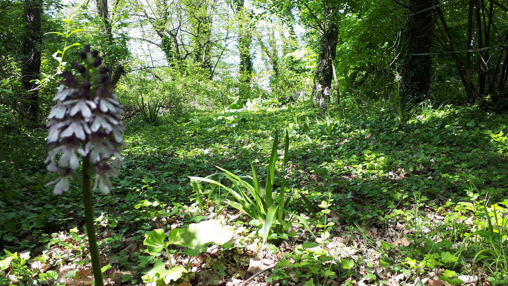 � vendre  Propri�t�/ch�teau Sainte-Maure-de-Touraine (37800)