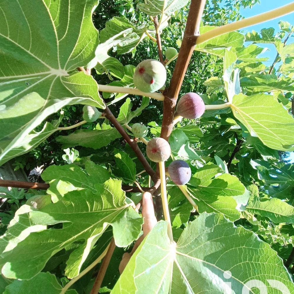 � vendre  Maison Bourg-la-Reine (92340)