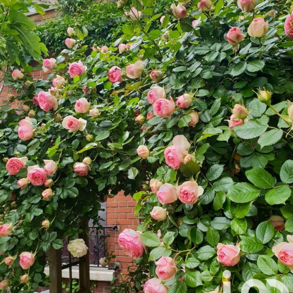 � vendre  Maison Bourg-la-Reine (92340)