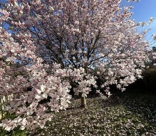  Maison � vendre 3 pi�ces 55 m�