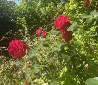  Maison � vendre 2 pi�ces 44 m�