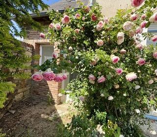  Maison � vendre 15 + pi�ces 430 m�