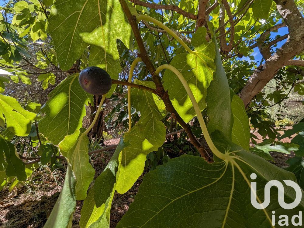 � vendre  Maison Auribeau-sur-Siagne (06810)