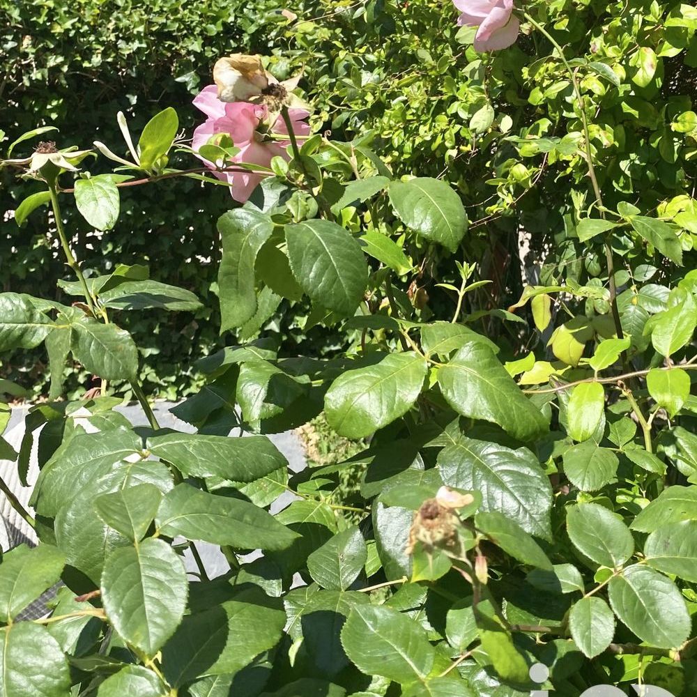 � vendre  Maison Le Touquet-Paris-Plage (62520)