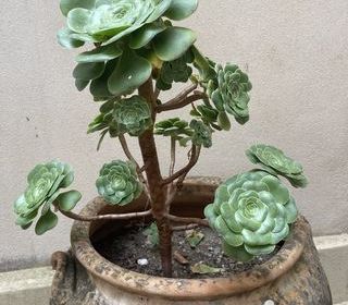  Terrain � vendre 1036 m�