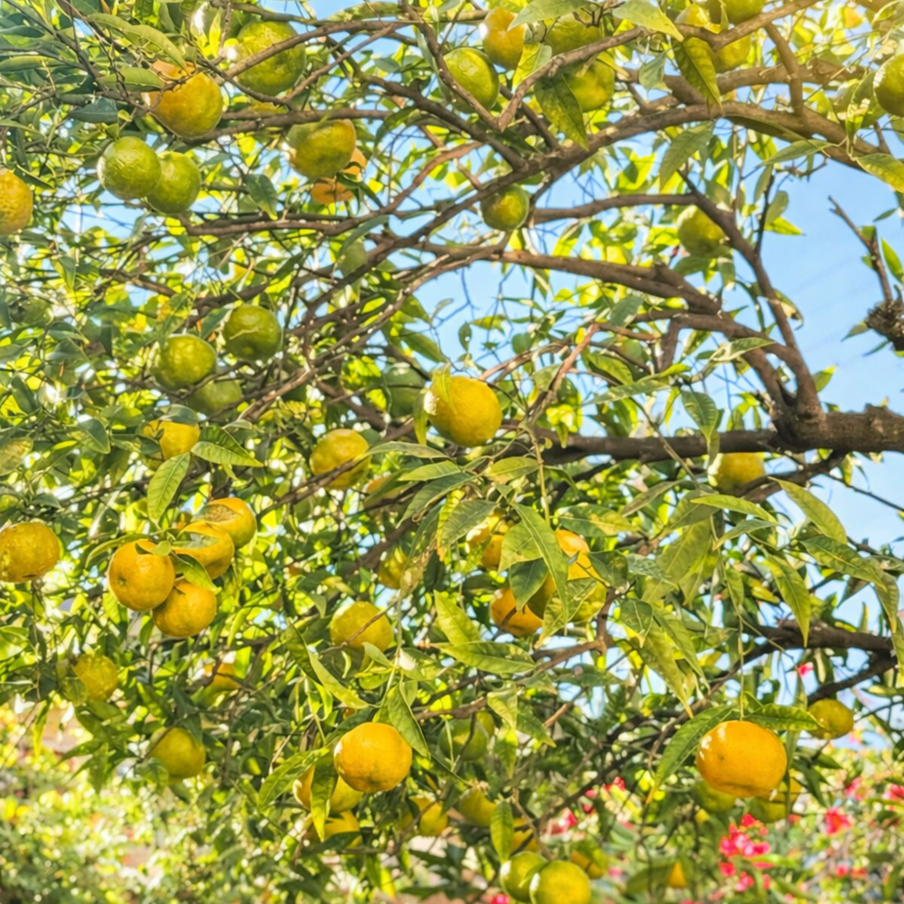 � vendre  Maison Antibes (06600)