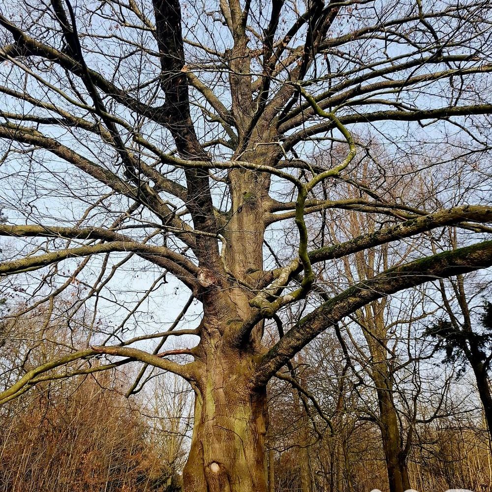 � vendre  Maison Lecelles (59226)