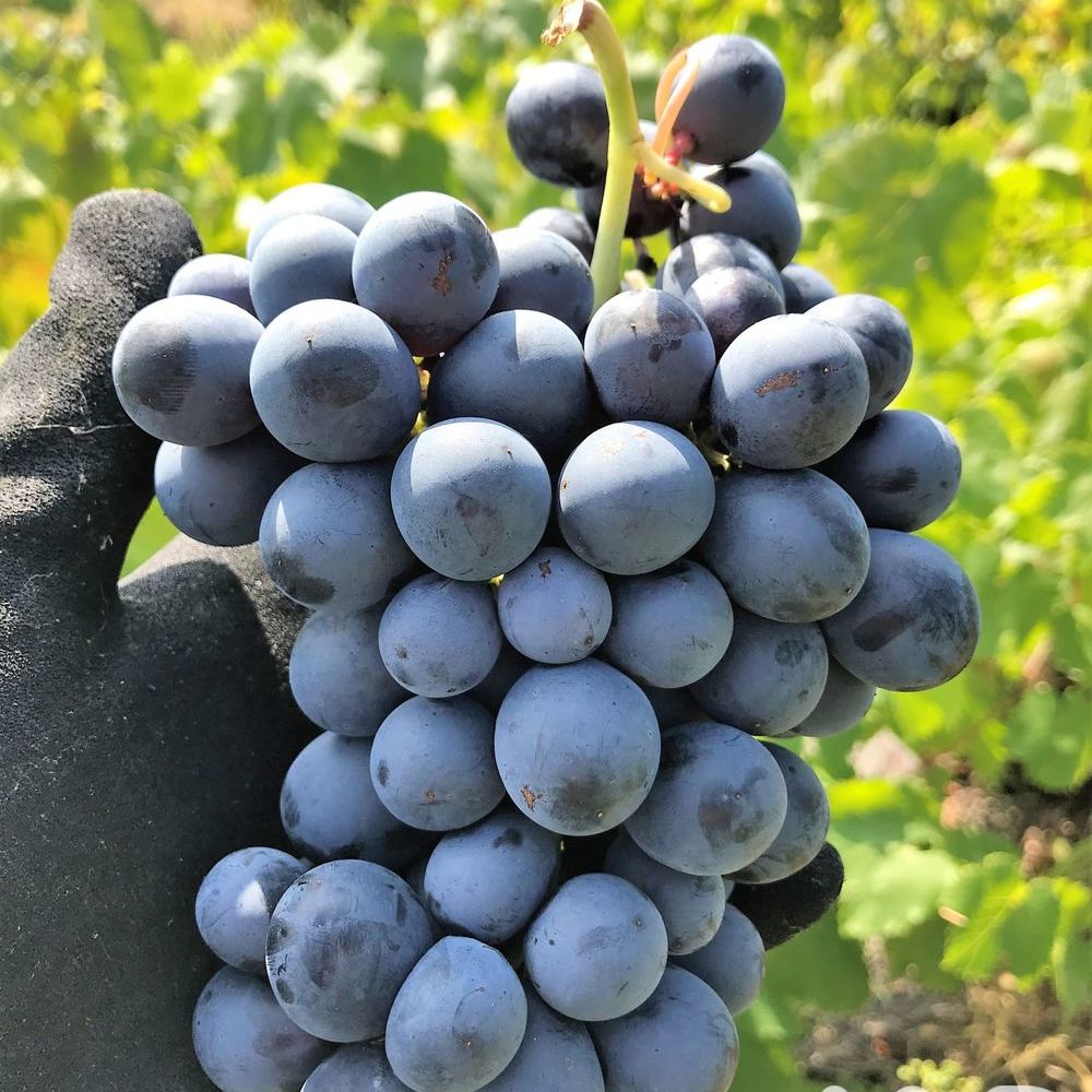 � vendre  Maison L'Isle-sur-la-Sorgue (84800)