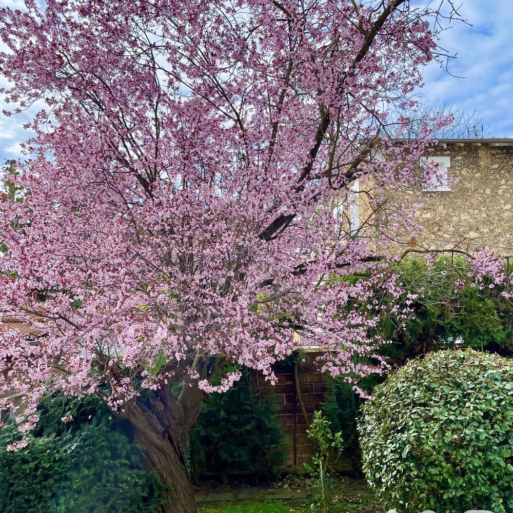 � vendre  Maison Versailles (78000)