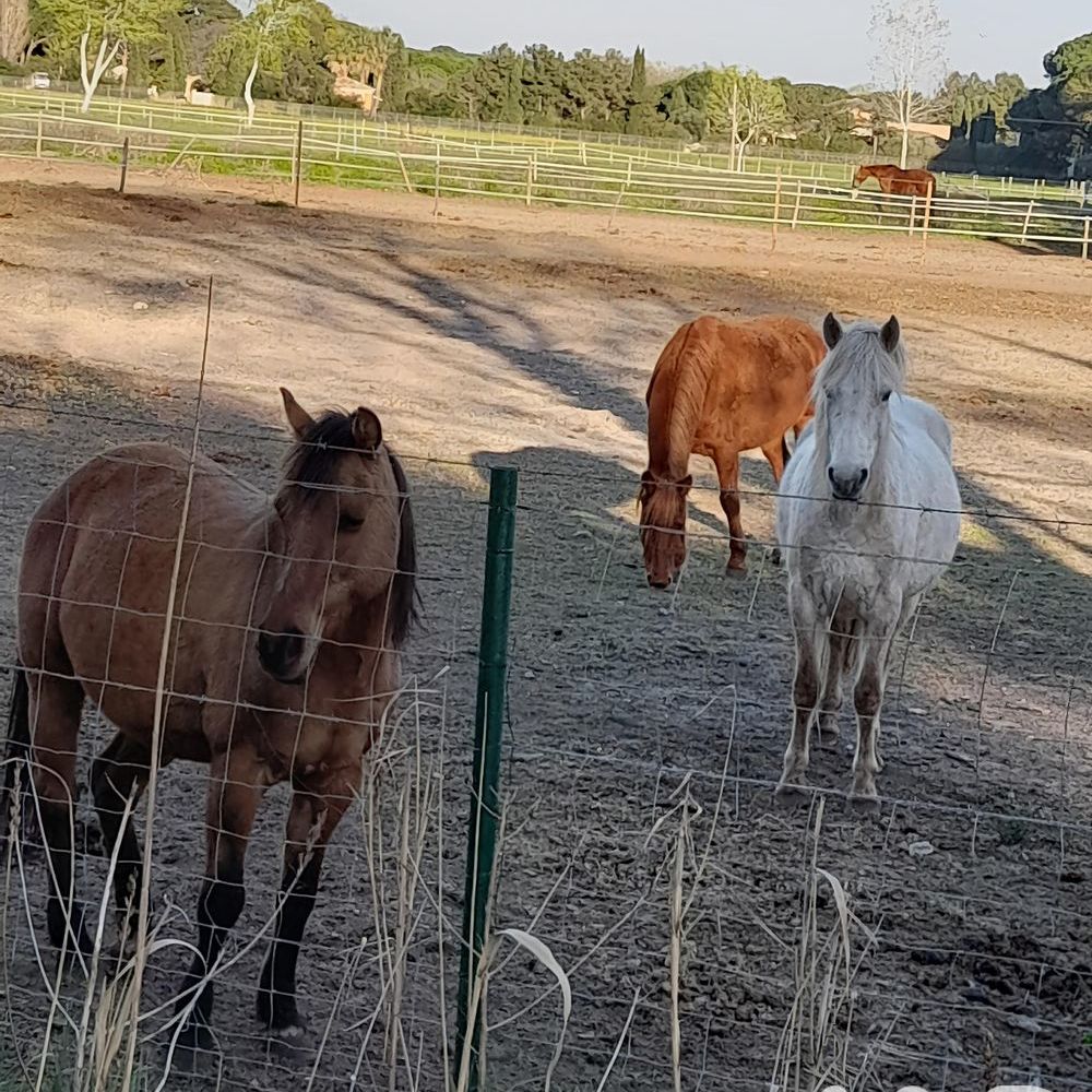 � vendre  Maison Aigues-Mortes (30220)