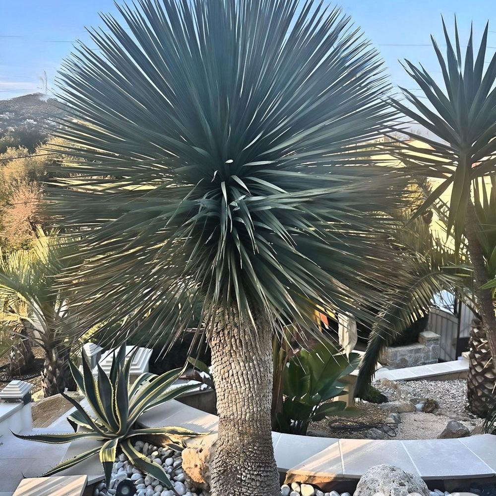 � vendre  Villa Mandelieu-la-Napoule (06210)