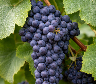  Terrain � vendre 515 m�