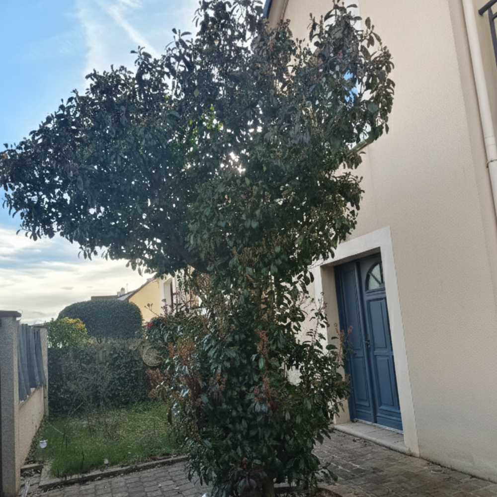� vendre  Maison Antony (92160)