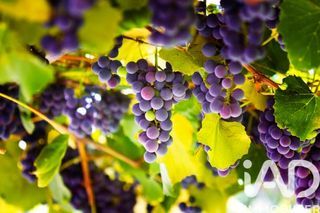  Maison � vendre 12 pi�ces 270 m�