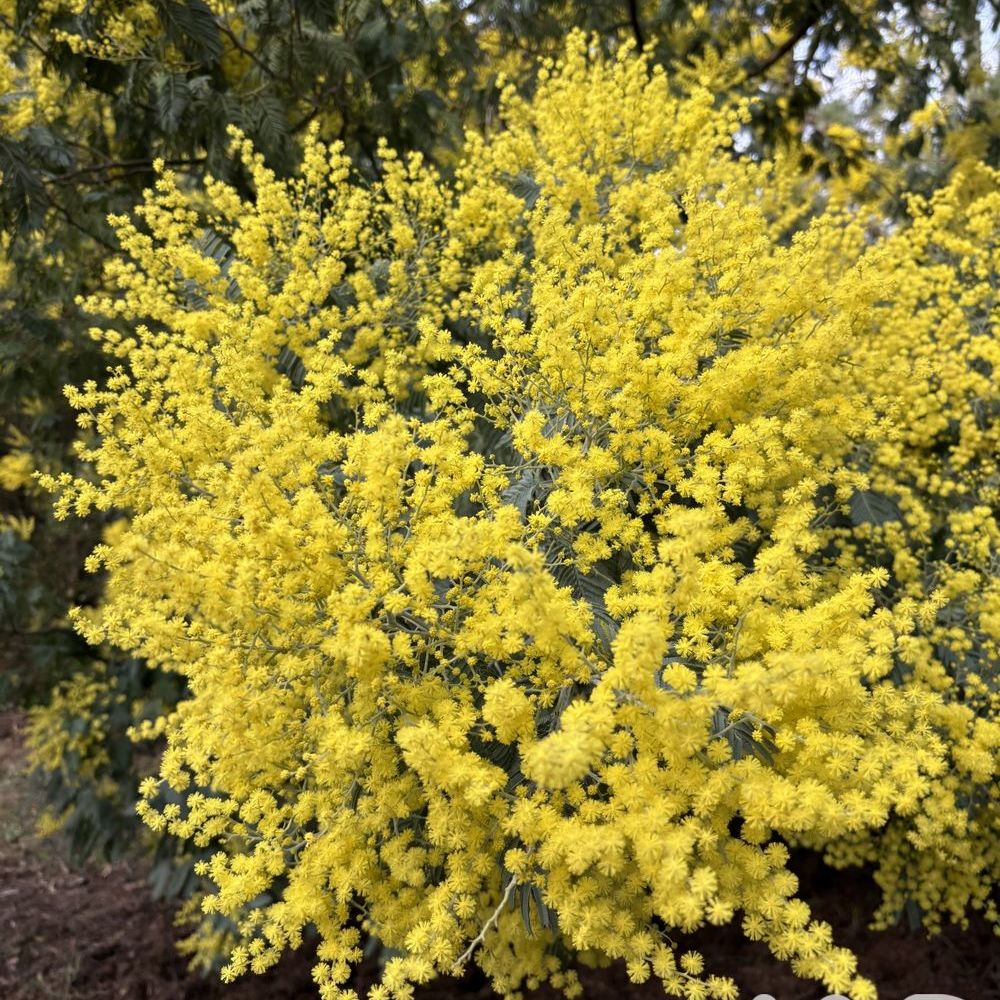 � vendre  Maison L�ge-Cap-Ferret (33950)