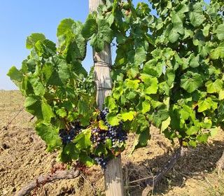  Terrain � vendre 20497 m�