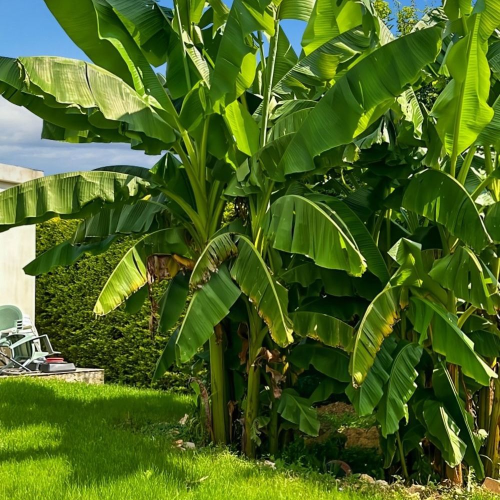 � vendre  Maison Santeny (94440)