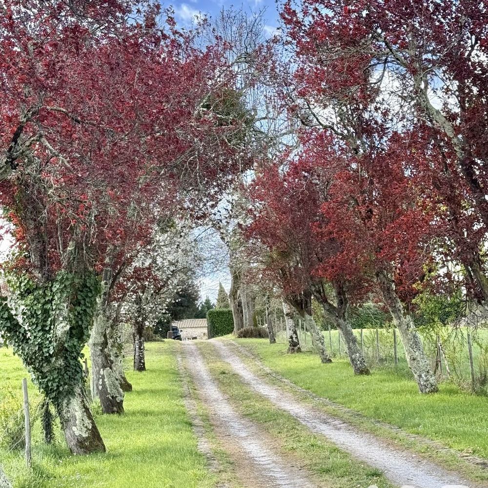 � vendre  Maison Baron (33750)