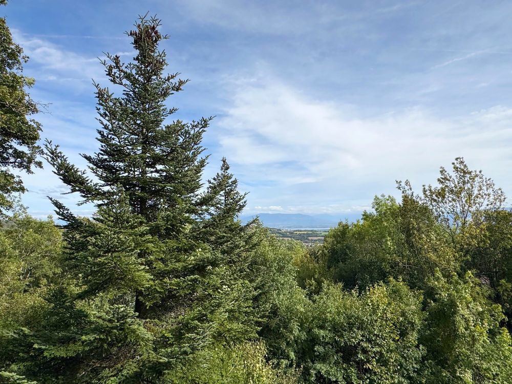 � vendre  Maison Gex (01170)