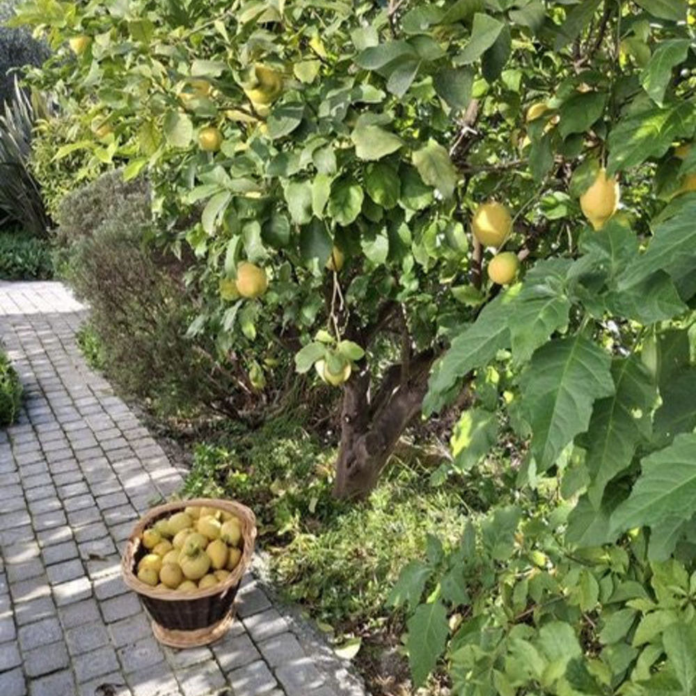 � vendre  Maison Vence (06140)