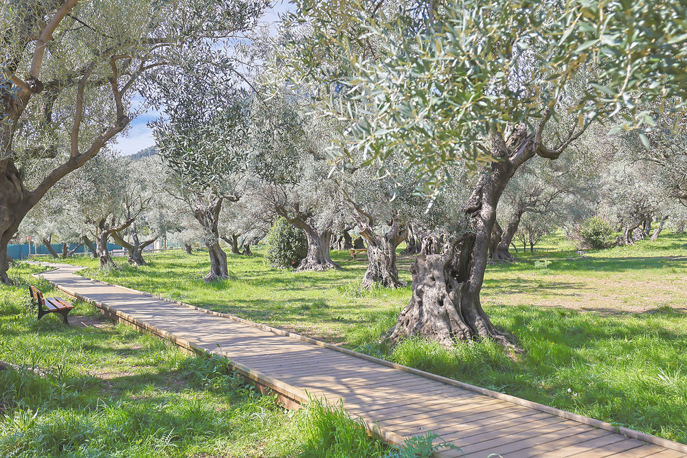 � vendre  Maison La Farl�de (83210)