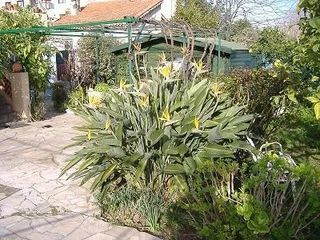  Appartement � louer 2 pi�ces 50 m�