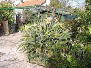  Appartement � louer 2 pi�ces 50 m�