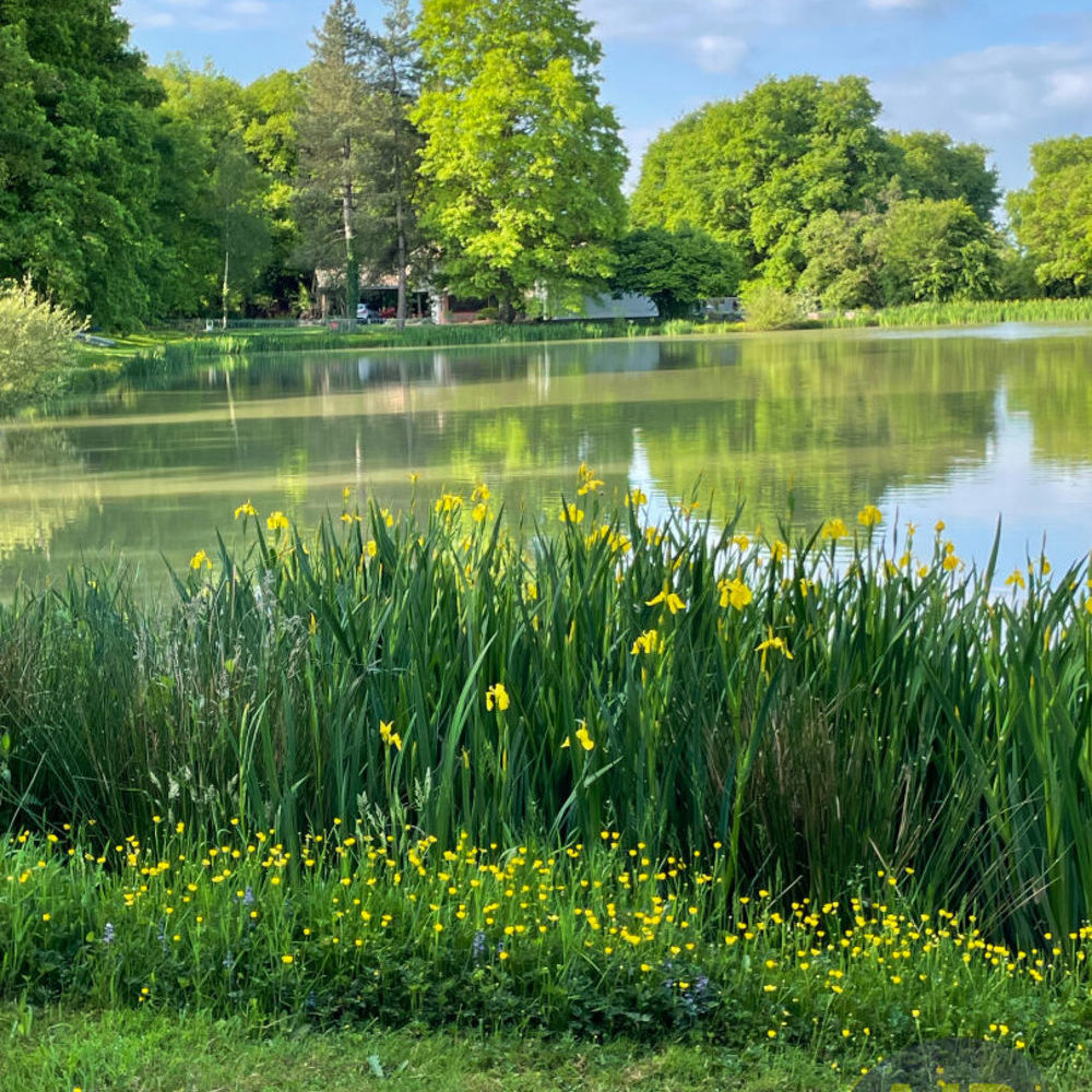 � vendre  Maison Vezins (49340)