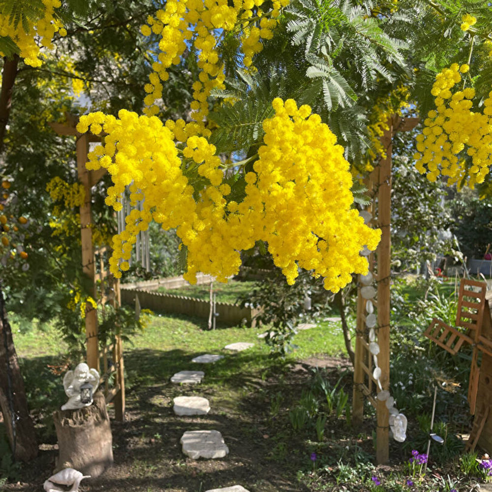 � vendre  Maison Maisons-Laffitte (78600)