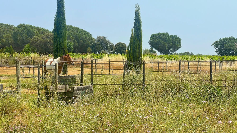 � vendre  Maison B�ziers (34500)