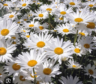  Terrain � vendre 798 m�