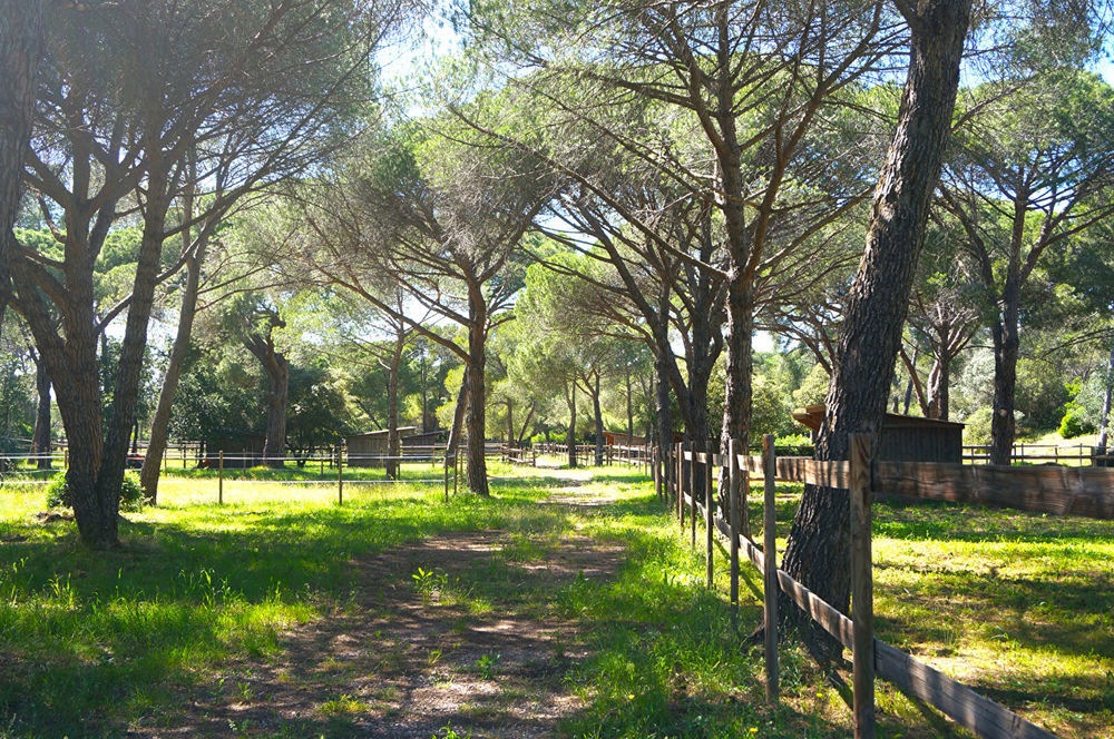 � vendre  Maison Fr�jus (83600)