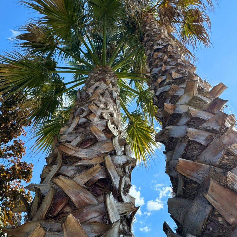 � vendre  Maison Grabels (34790)