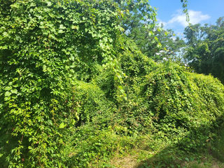  Terrain � vendre 1 pi�ce 2447 m�