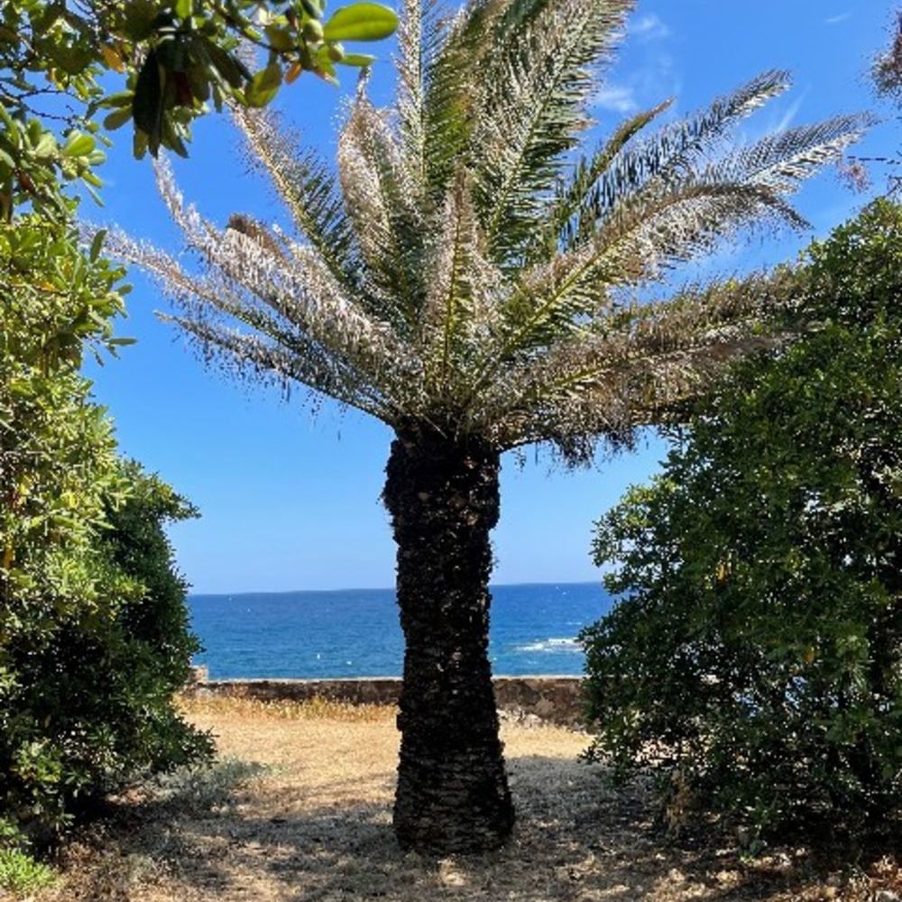 � vendre  Maison Collioure (66190)