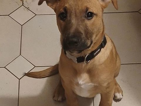 Lior, chiot crois&eacute; malinois &agrave; adopter 300 44270 Machecoul