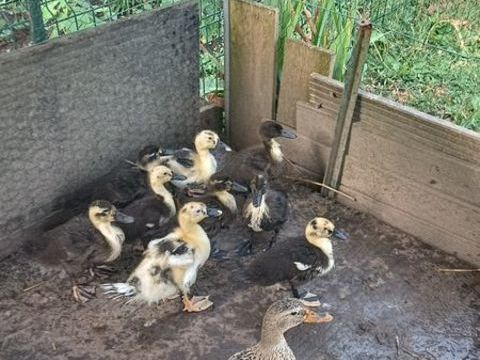 Donne b&eacute;b&eacute; canard 4 56340 Carnac